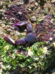 Petrolisthes violaceus
