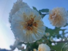 Montanoa grandiflora