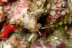 Phidiana militaris