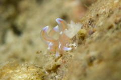 Phyllodesmium opalescens