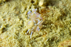Phyllodesmium opalescens