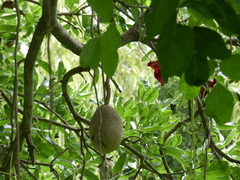 Kigelia africana