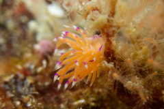 Unidentia aliciae