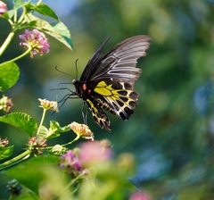 Troides minos