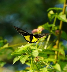 Troides minos