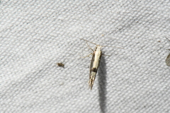 Argyresthia conjugella