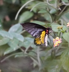 Troides minos