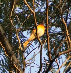 Pericrocotus cinnamomeus