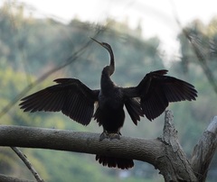 Anhinga melanogaster