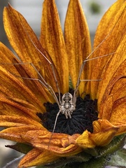 Phalangiinae