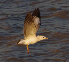 Chroicocephalus brunnicephalus