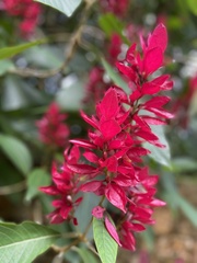 Megaskepasma
