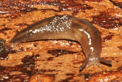 Ambigolimax valentianus