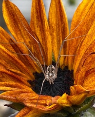 Phalangiinae