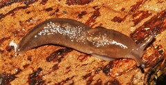 Ambigolimax valentianus