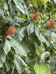 Megaskepasma