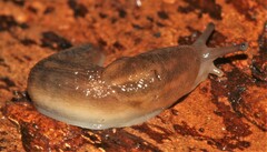 Ambigolimax valentianus