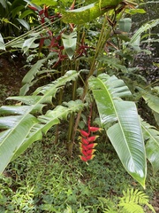 Megaskepasma
