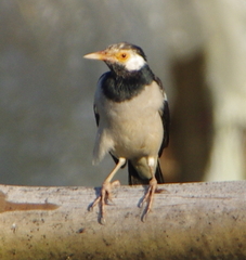 Gracupica floweri