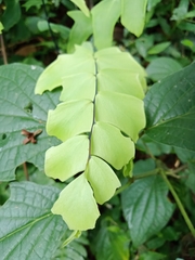 Adiantum