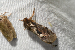 Korscheltellus gracilis