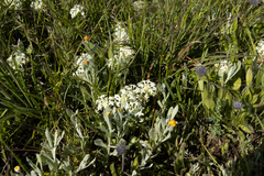 Pimelea humilis