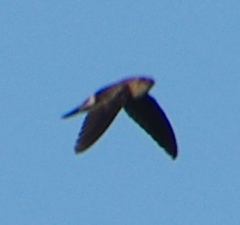 Aerodramus germani