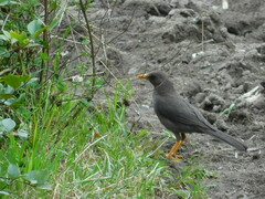 Turdus