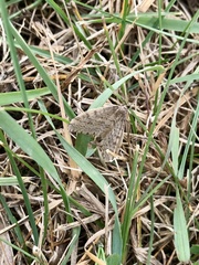 Operophtera bruceata