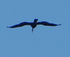 Anhinga melanogaster