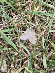 Operophtera bruceata
