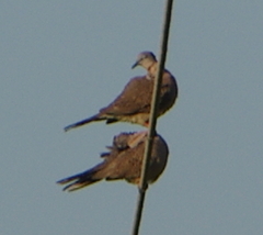 Streptopelia tranquebarica