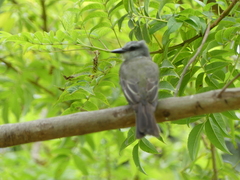 Tyrannus melancholicus
