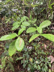 Tabernaemontana citrifolia