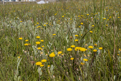 Leptorhynchos squamatus