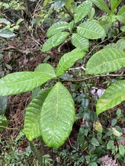 Tabernaemontana citrifolia