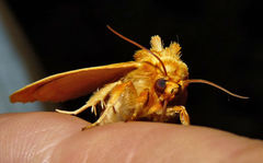 Cirrhophanus triangulifer