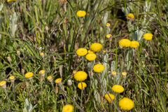 Leptorhynchos squamatus