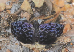 Cycloglypha thrasibulus