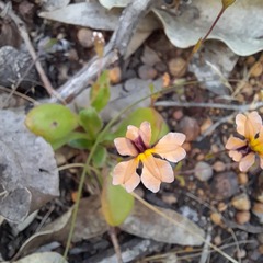 Goodenia trinervis