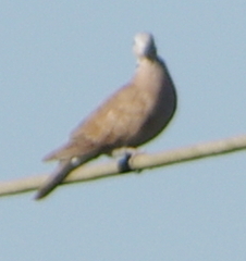 Streptopelia tranquebarica