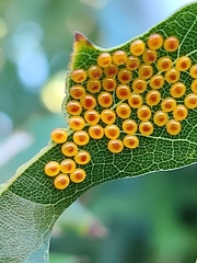 Anisota virginiensis