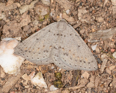 Taxeotis reserata