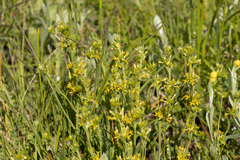 Pimelea curviflora