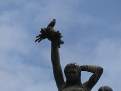 Parabuteo unicinctus