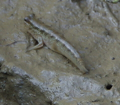 Periophthalmus