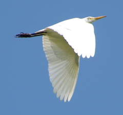 Bubulcus ibis coromandus