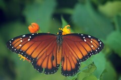 Danaus eresimus