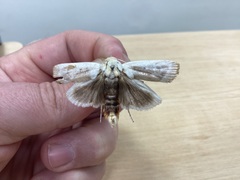 Cryptophasa albacosta