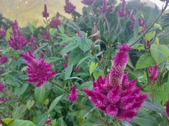 Celosia argentea